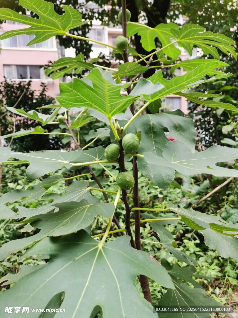 无花果