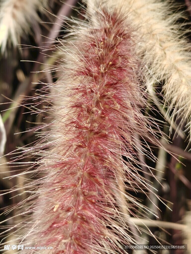 狼尾草