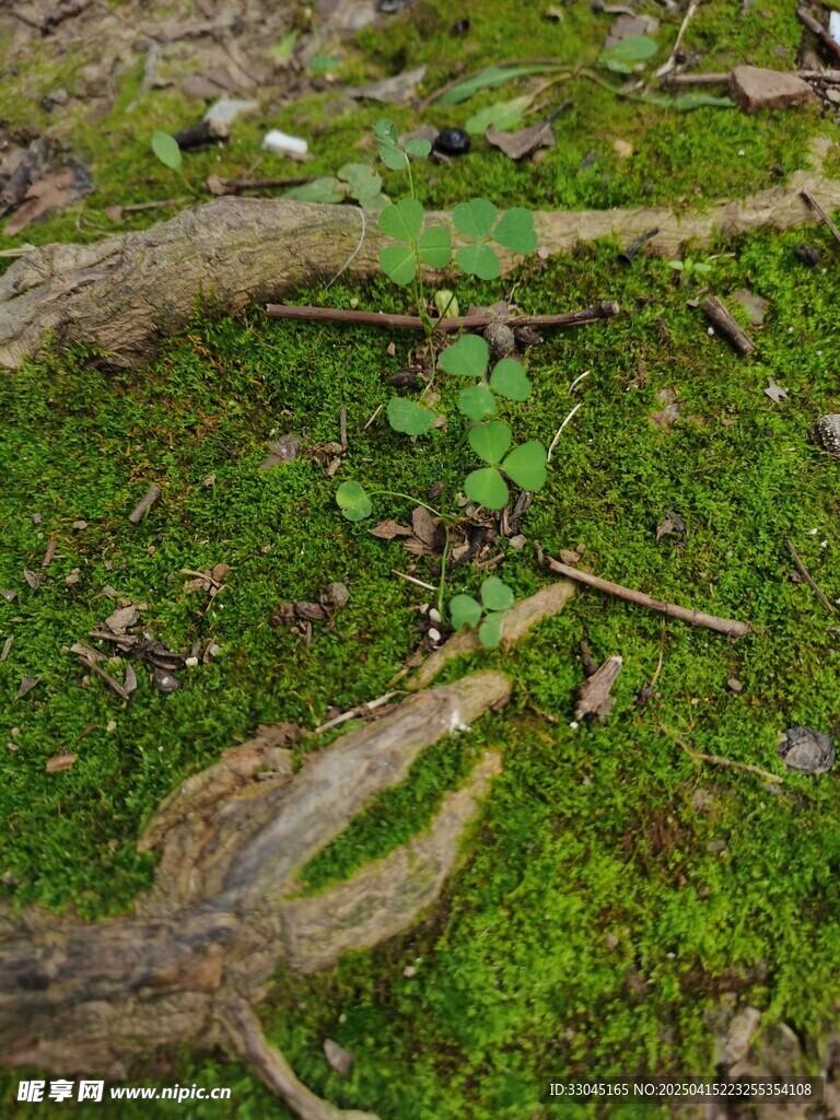 青苔