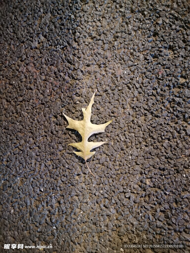 落叶