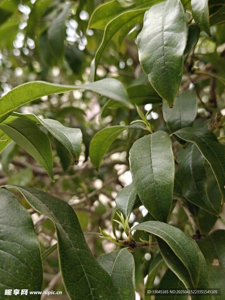 桂花树