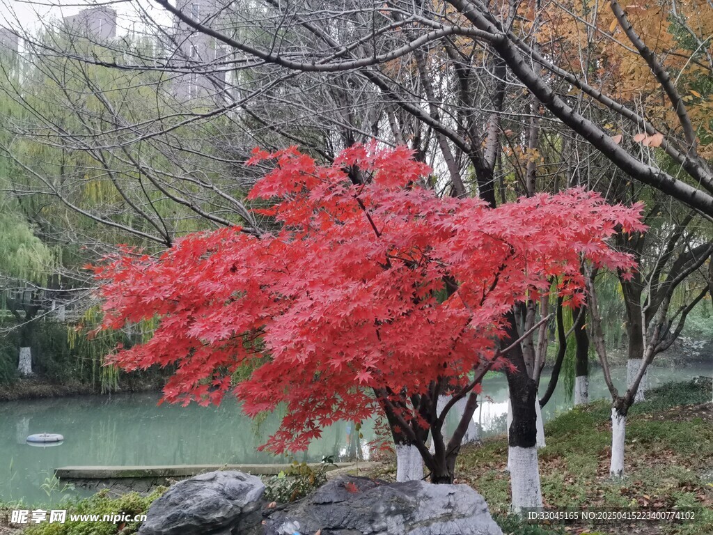 红枫