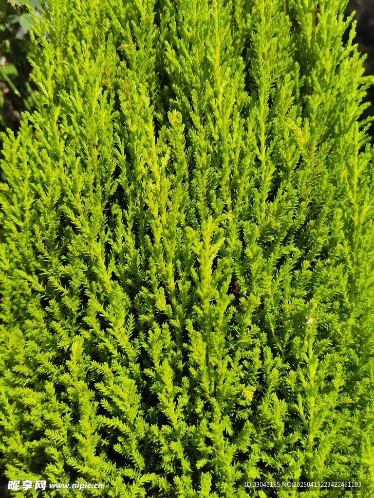 绿色植物