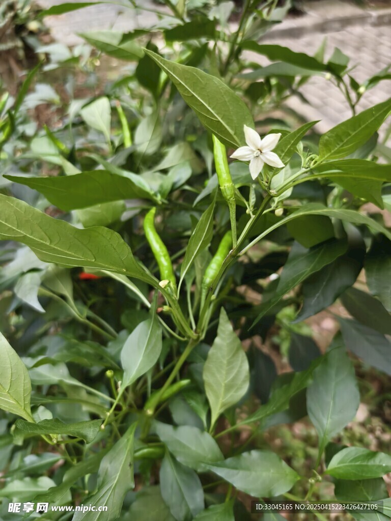 辣椒