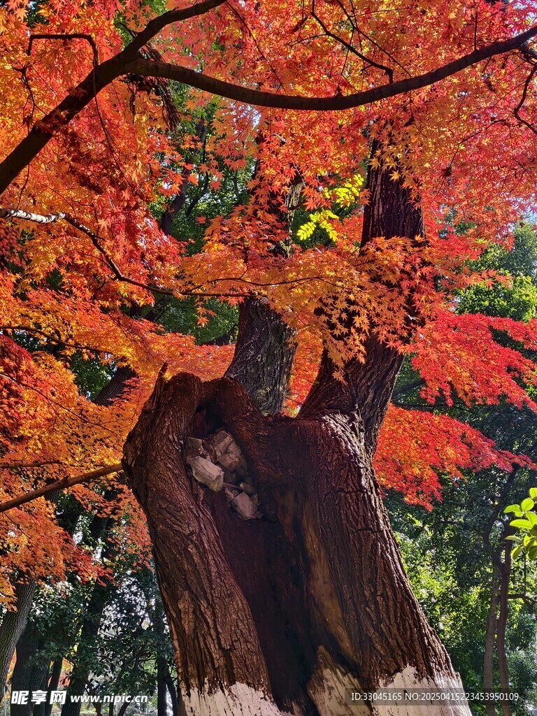 枫树