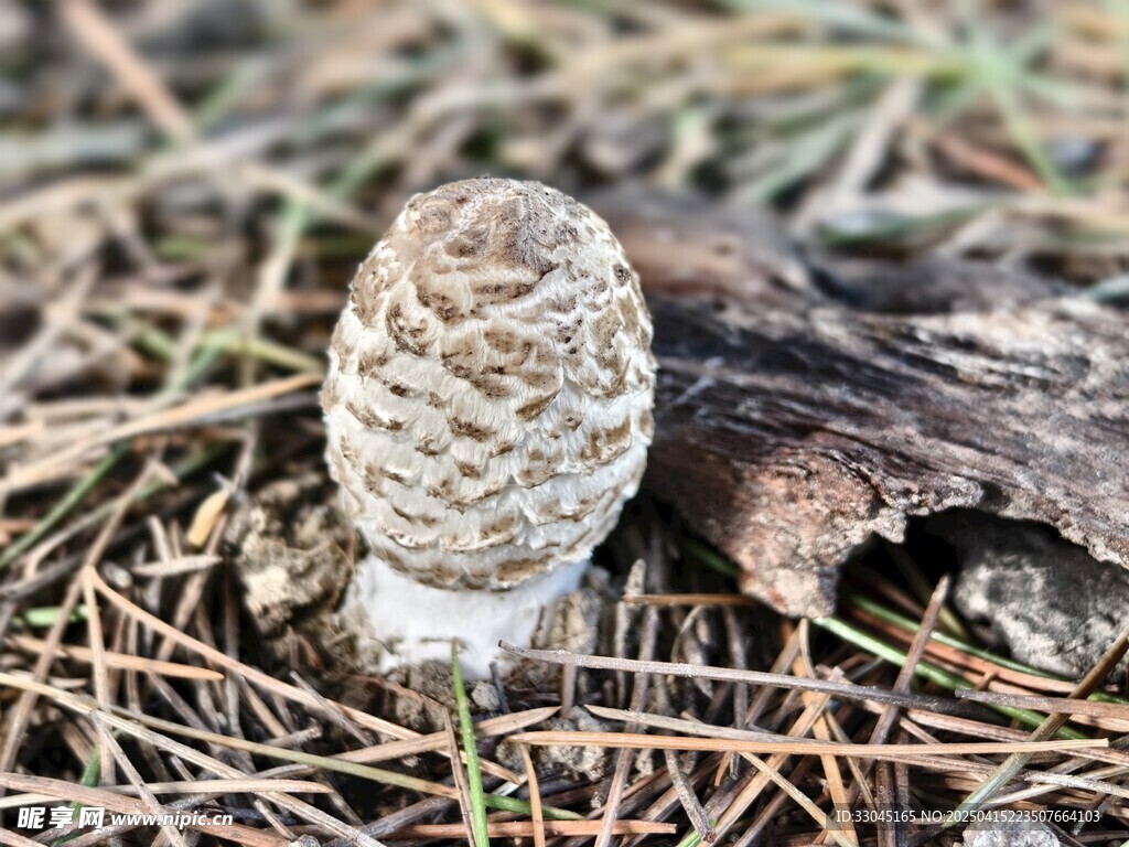 蘑菇