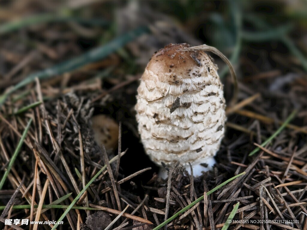 蘑菇