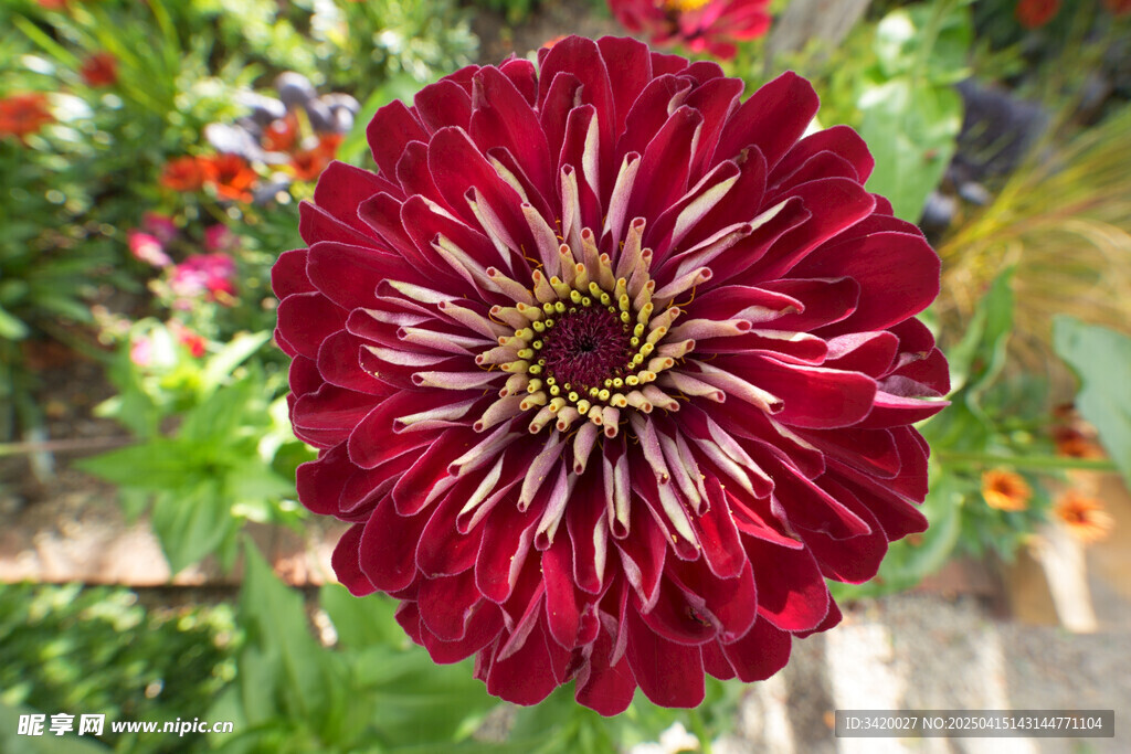 百日菊