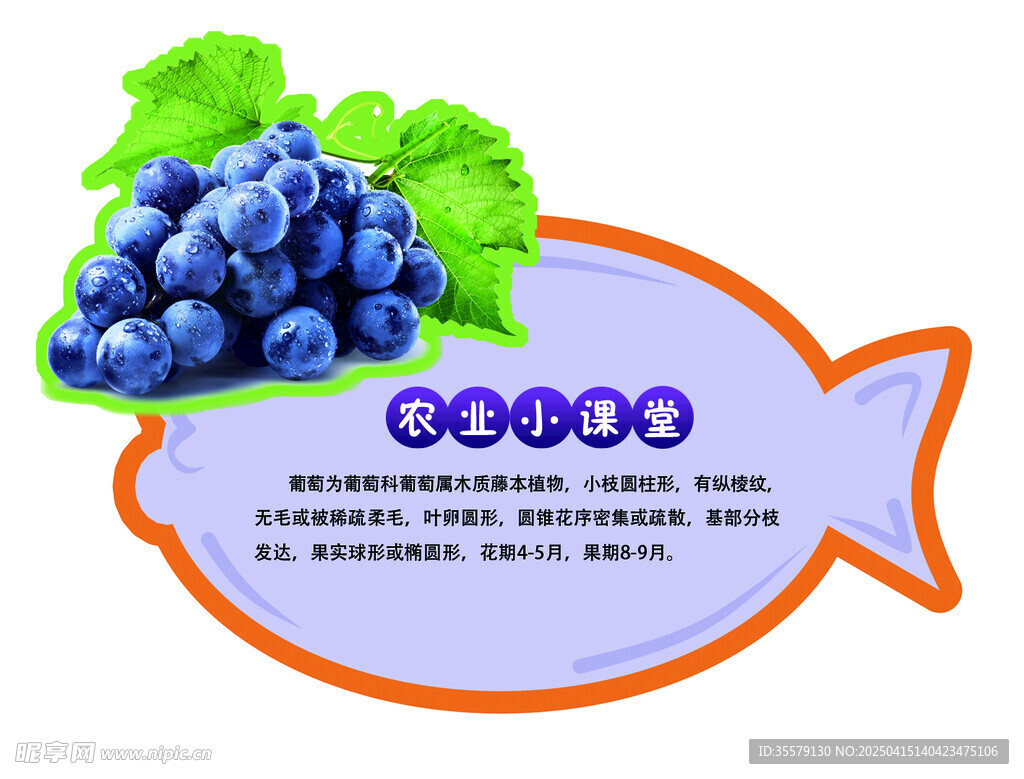 葡萄