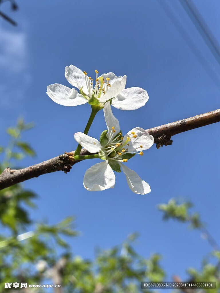 李子花