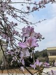 紫荆花