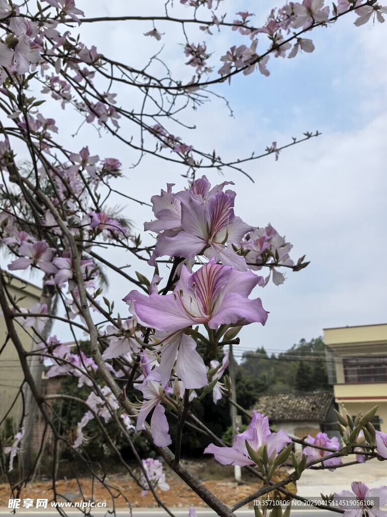 紫荆花