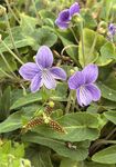 紫花地丁
