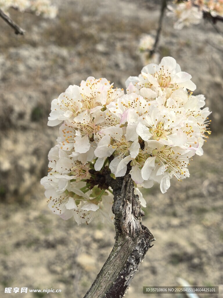 三华李花