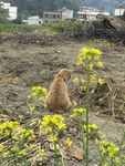 黄猫