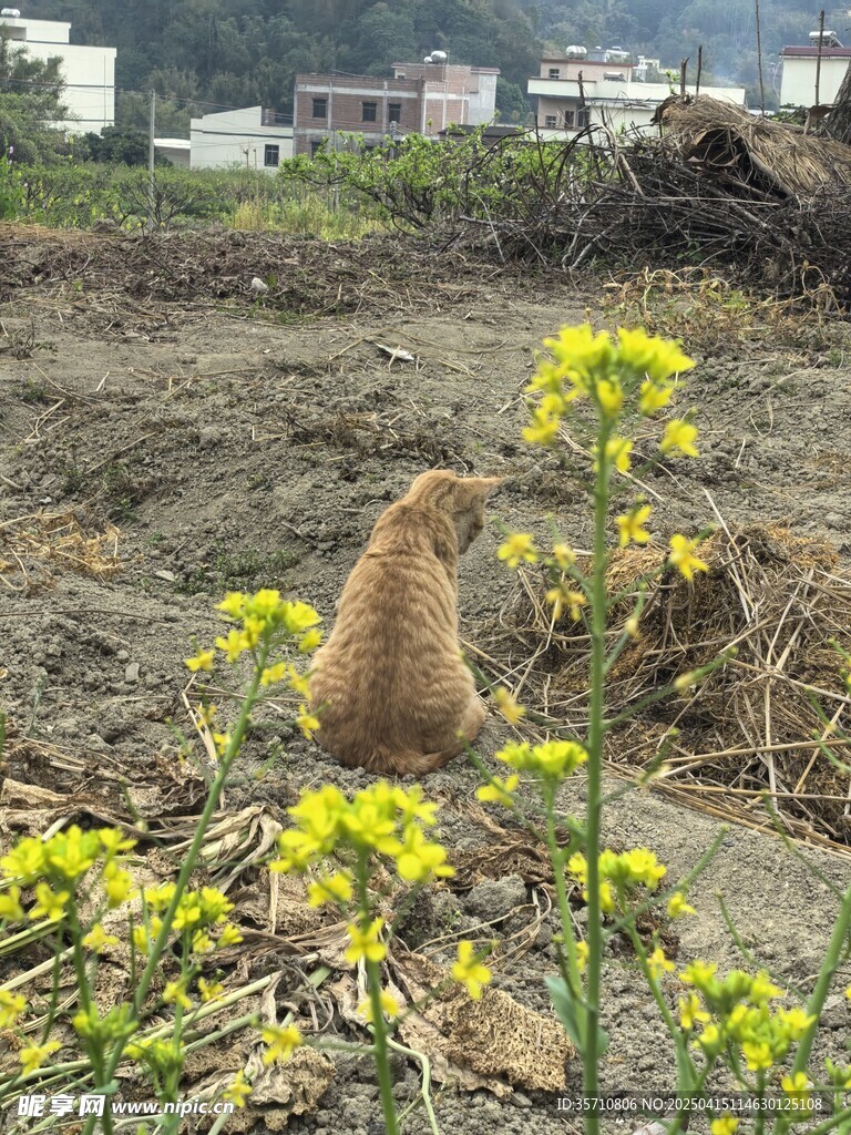 黄猫