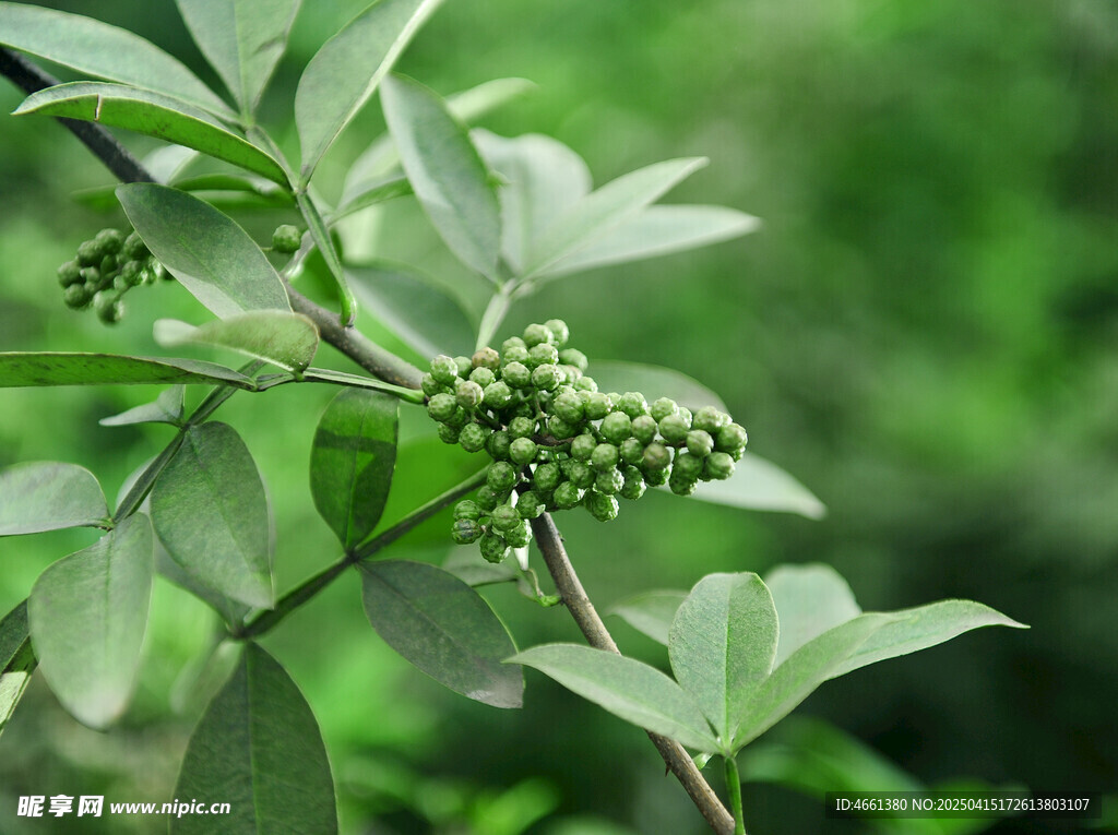 藤椒  青花椒