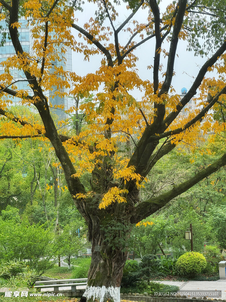 黄葛树
