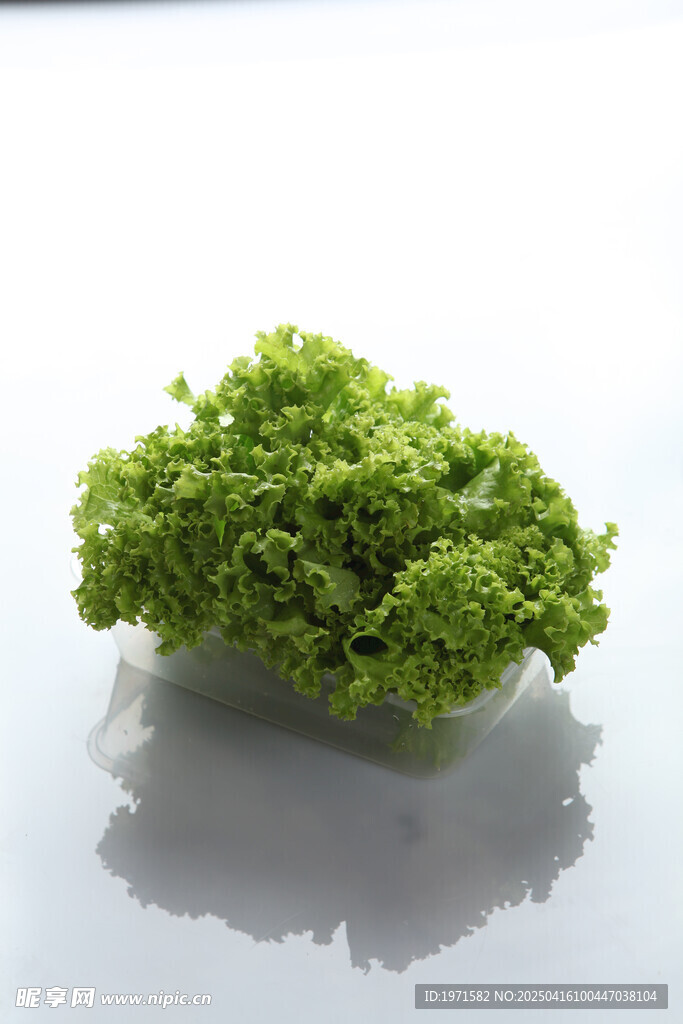 生菜