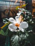 木槿