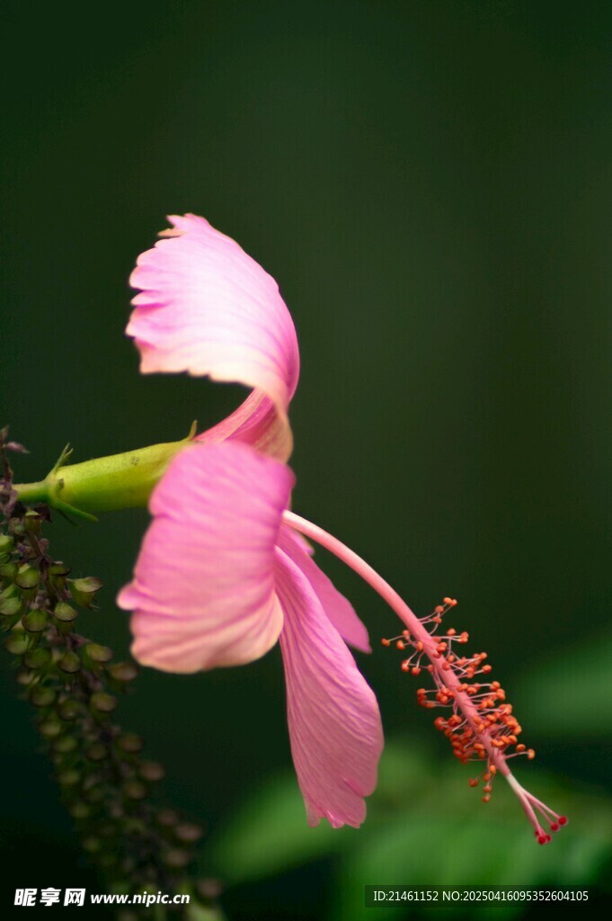 木槿