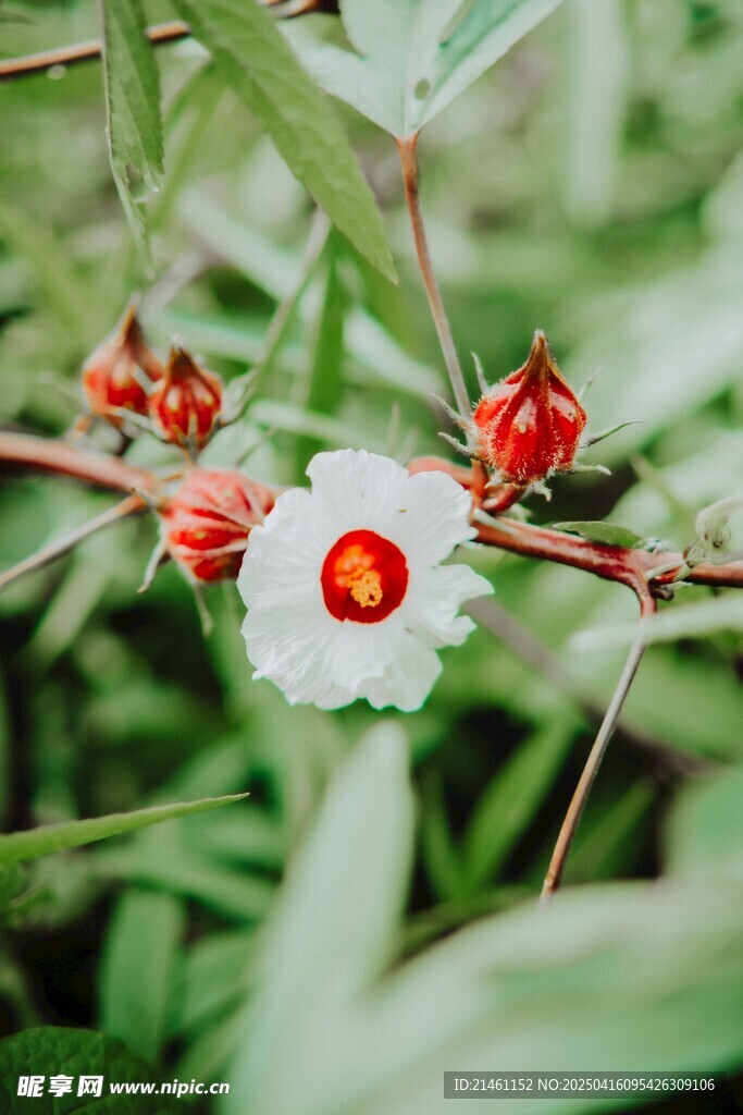 木槿