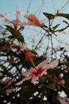 木槿