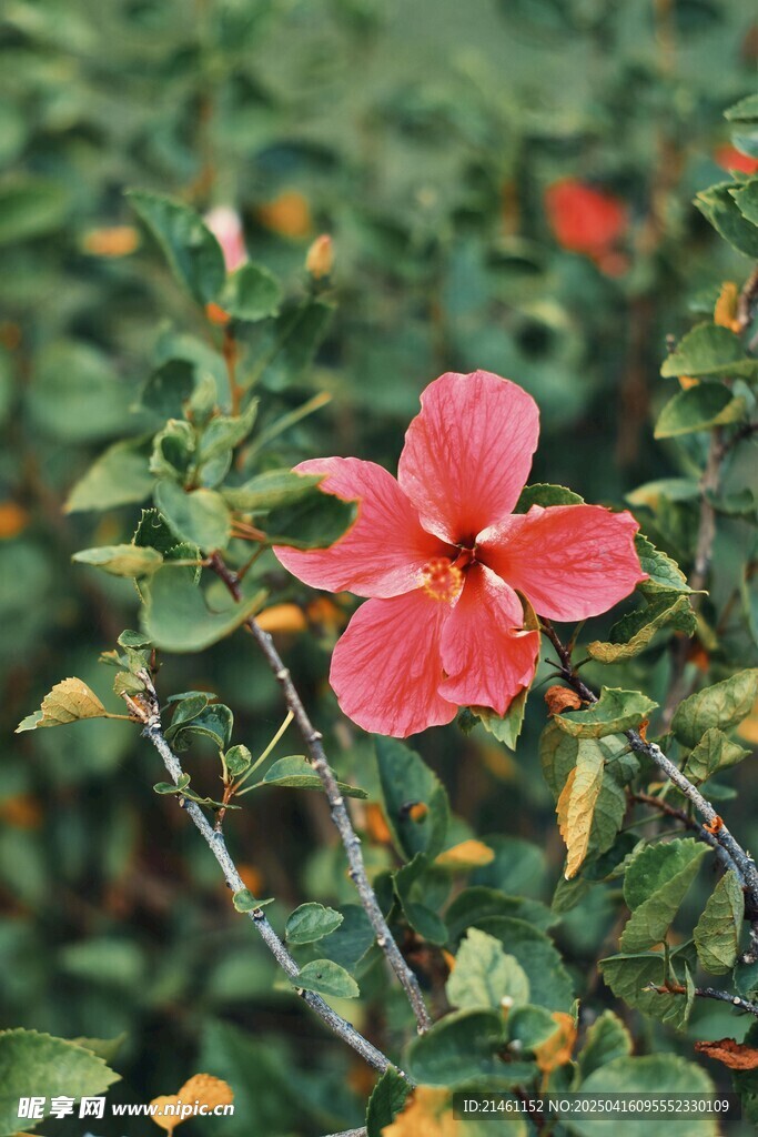 木槿