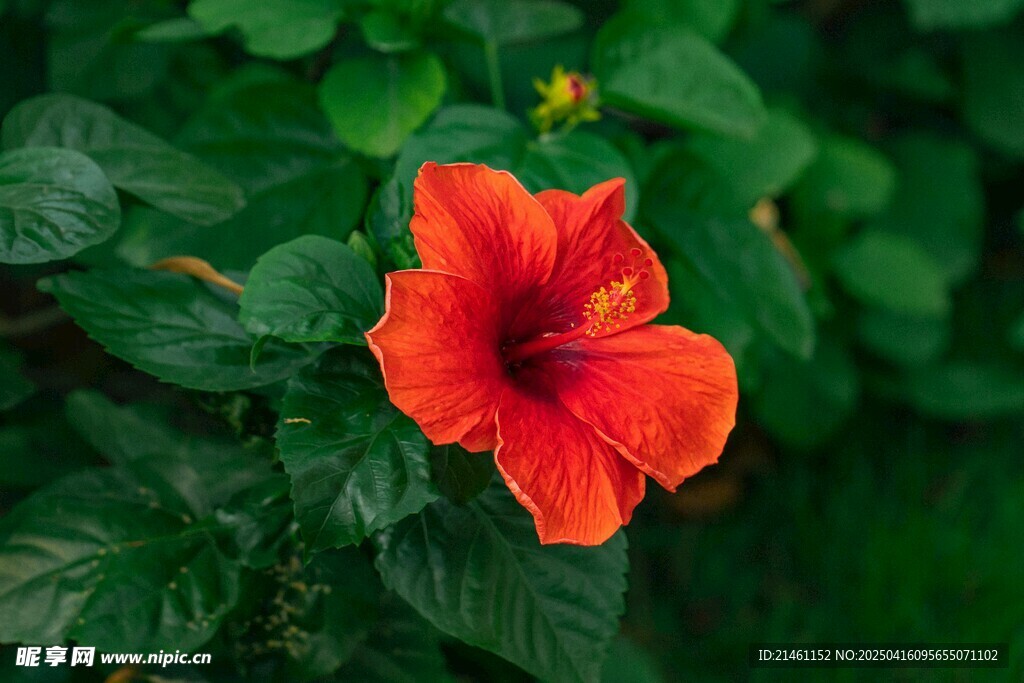 木槿