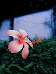 木槿
