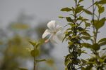 木槿