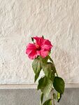 木槿