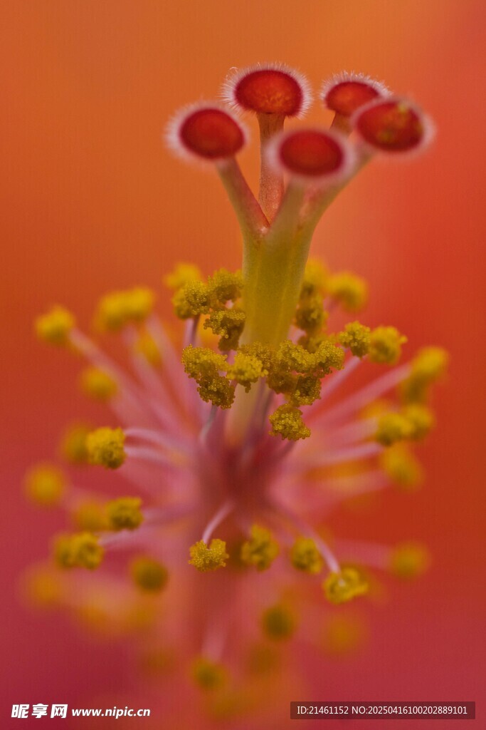 木槿