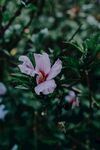 木槿
