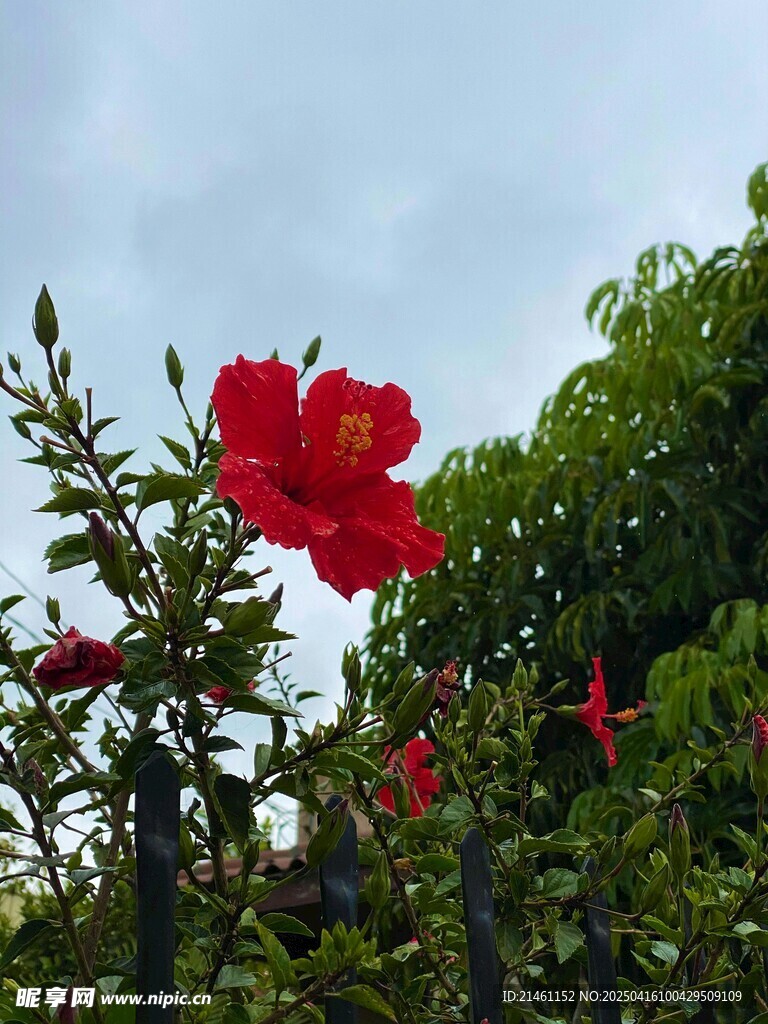 木槿