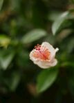 木槿