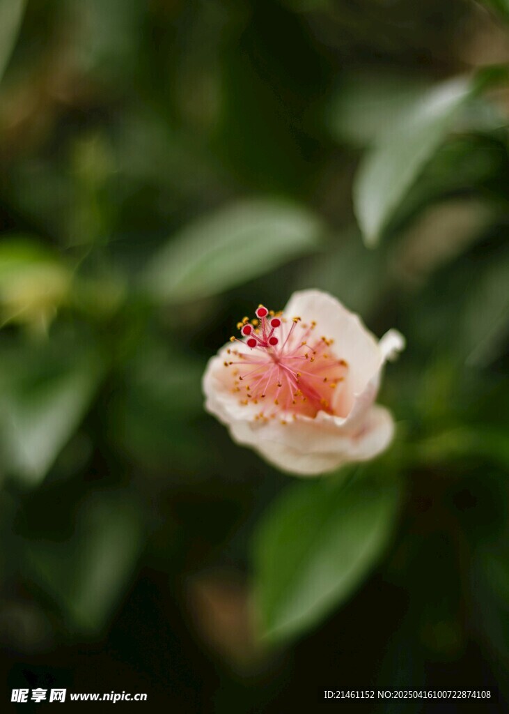 木槿