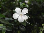木槿