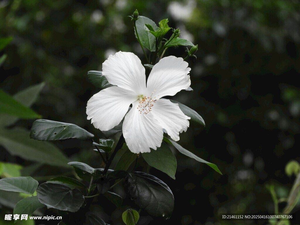 木槿
