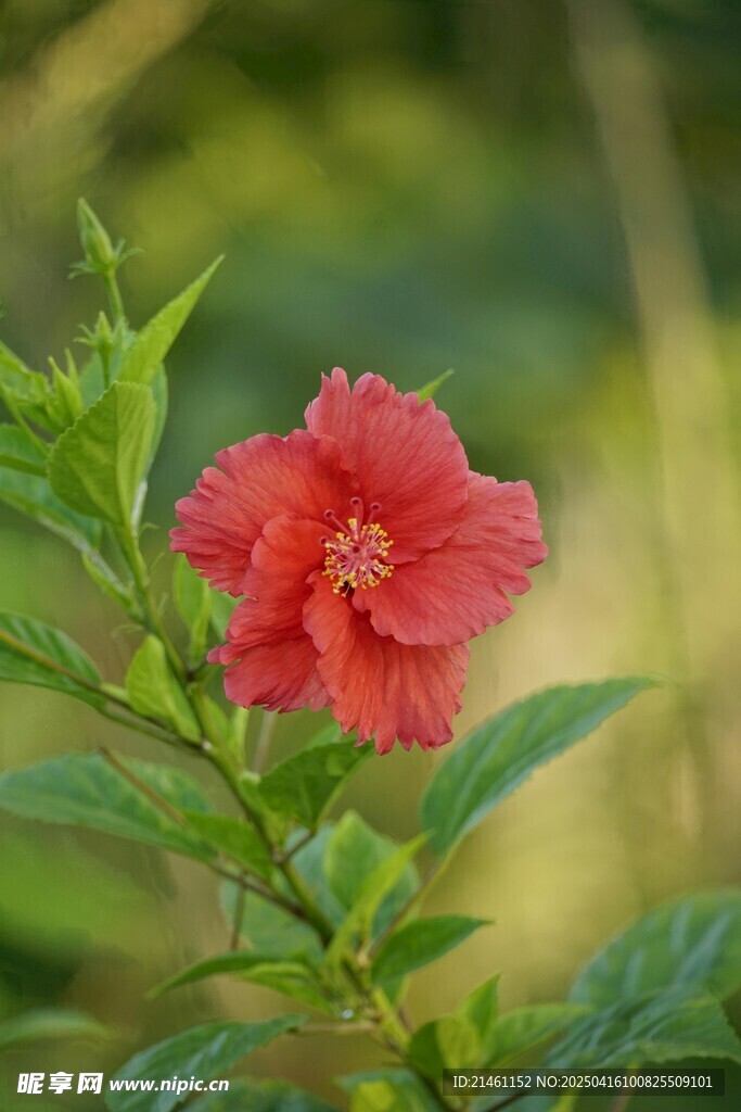 木槿