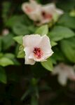 木槿