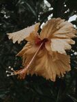 木槿
