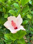 木槿