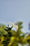 木槿