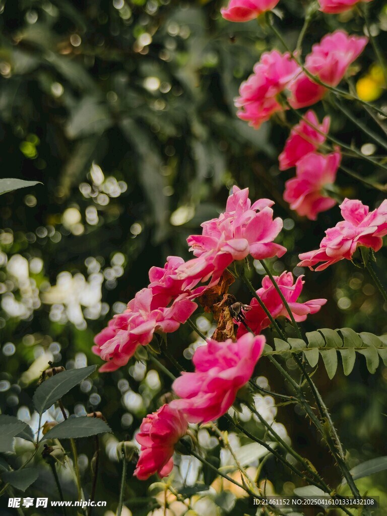 木槿