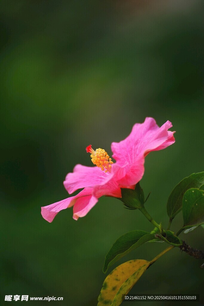木槿
