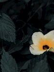 木槿