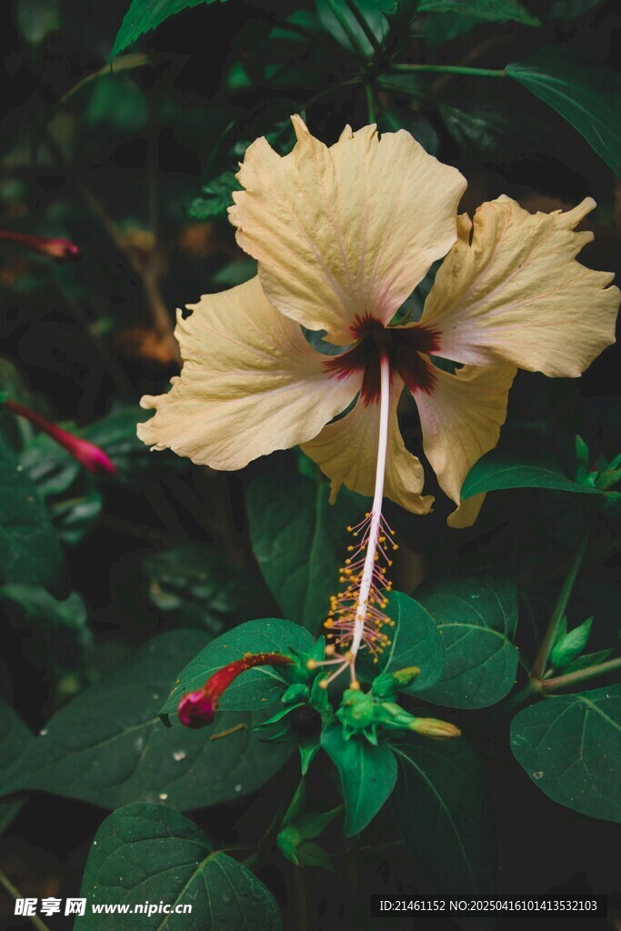 木槿