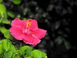 木槿