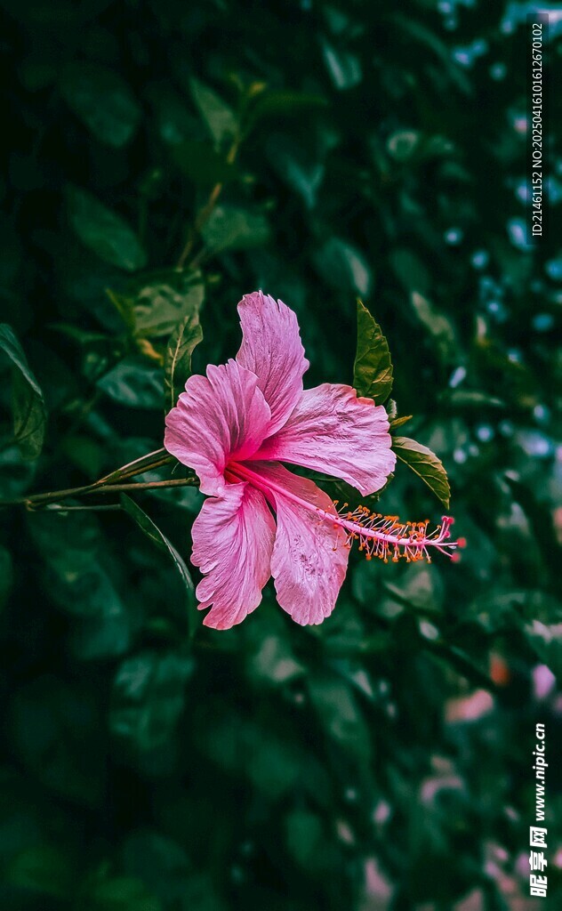 木槿
